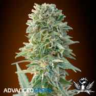 Advanced Seeds Auto Jack Herer